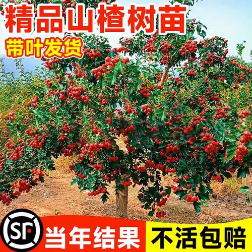 山楂苗嫁接大五棱树南方北