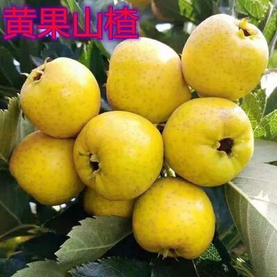 新品种果树山楂苗黄色纯甜