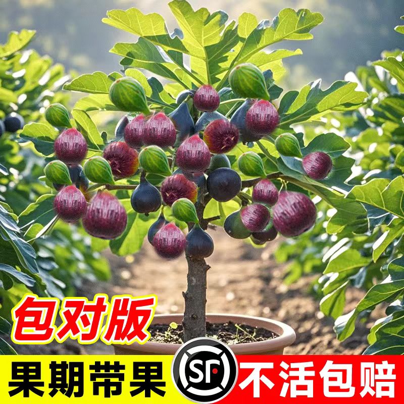 无花果苗带土四季盆栽当年图片