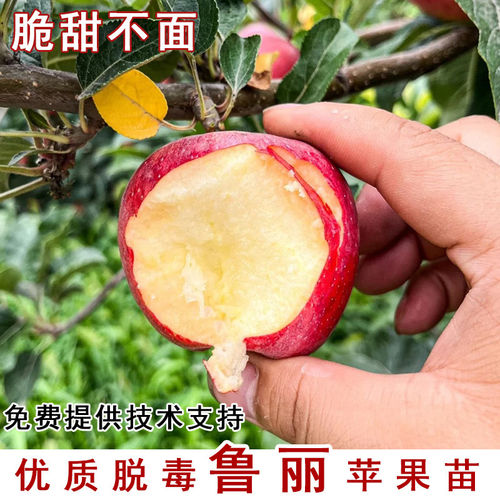 鲁丽苹果树苗全红脆甜七月