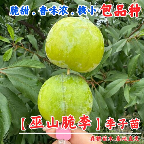 脆甜脱骨巫山李树苗嫁接子