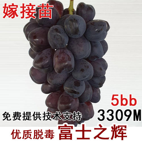 新品种嫁接富士之辉葡萄苗