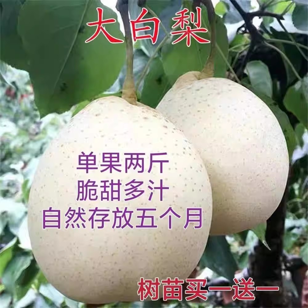 特大嫁接超甜大白梨树苗南北方种植果树苗盆栽地栽梨树当年结果