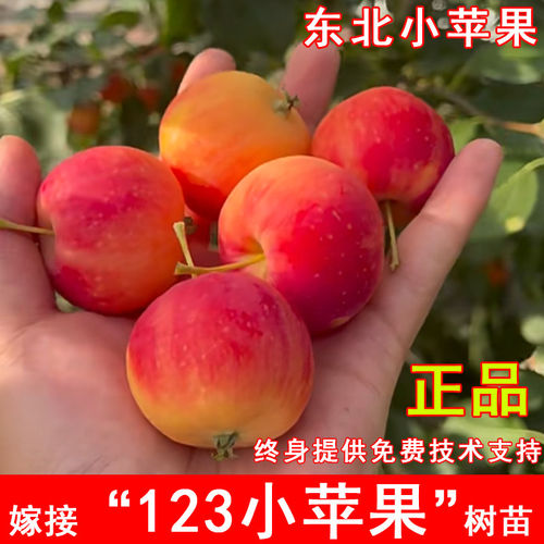 嫁接123小苹果树苗耐寒沙