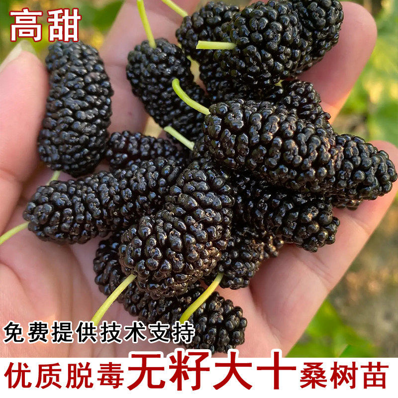 黑桑葚树苗嫁接桑树活苗无籽十大果桑苗南北方种植当年结果果树苗
