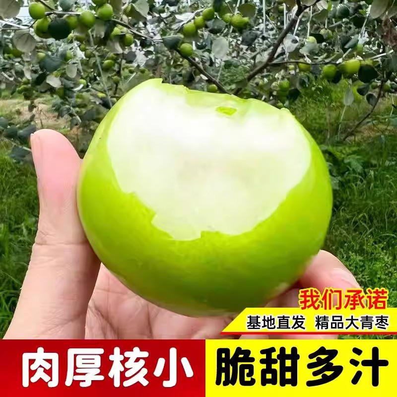 【基地直发】大青枣树苗正宗嫁接台湾高产大果牛奶枣脆甜苹果枣树