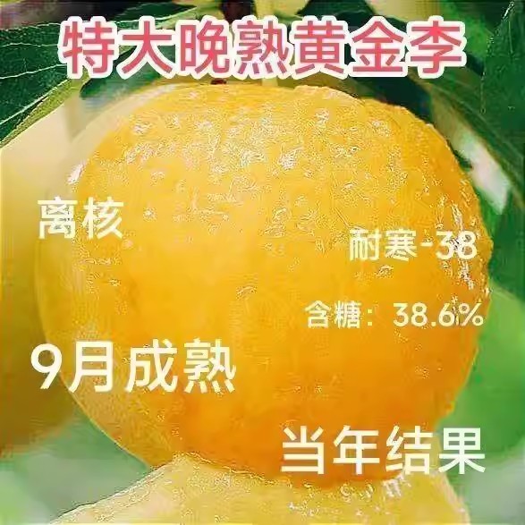 特大嫁接黄金李子果树苗晚