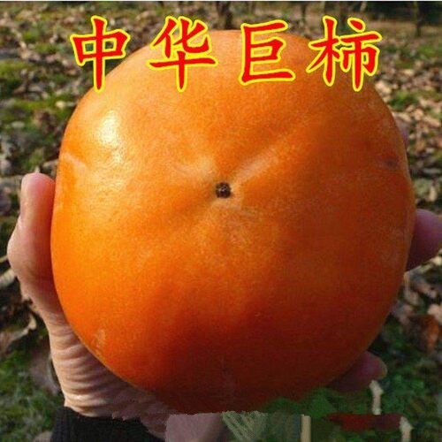 特大高产柿子树中华巨果苗
