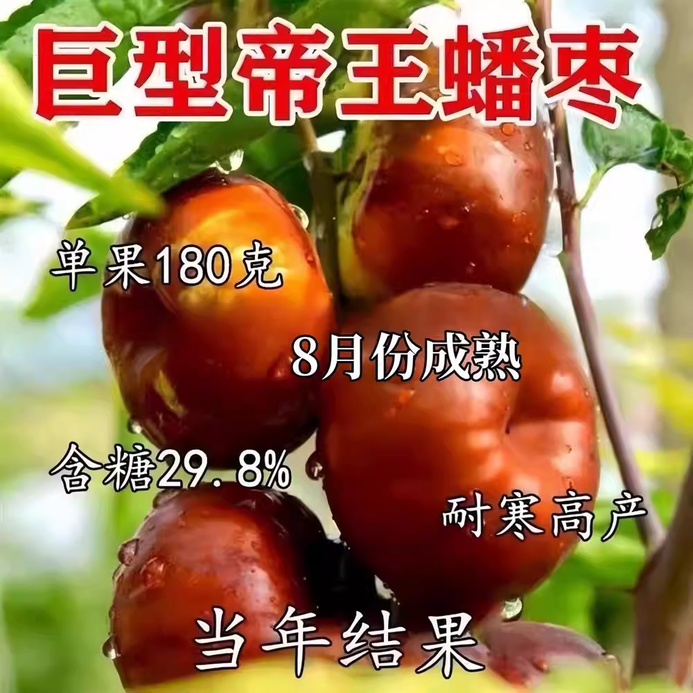特大果无核龙蟠枣树苗嫁接图片