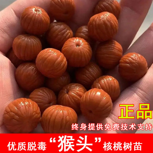 猴头文玩核桃树苗正圆土豪