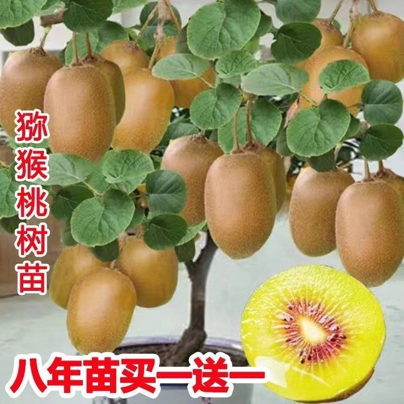 红心猕猴桃树苗公母同珠南图片