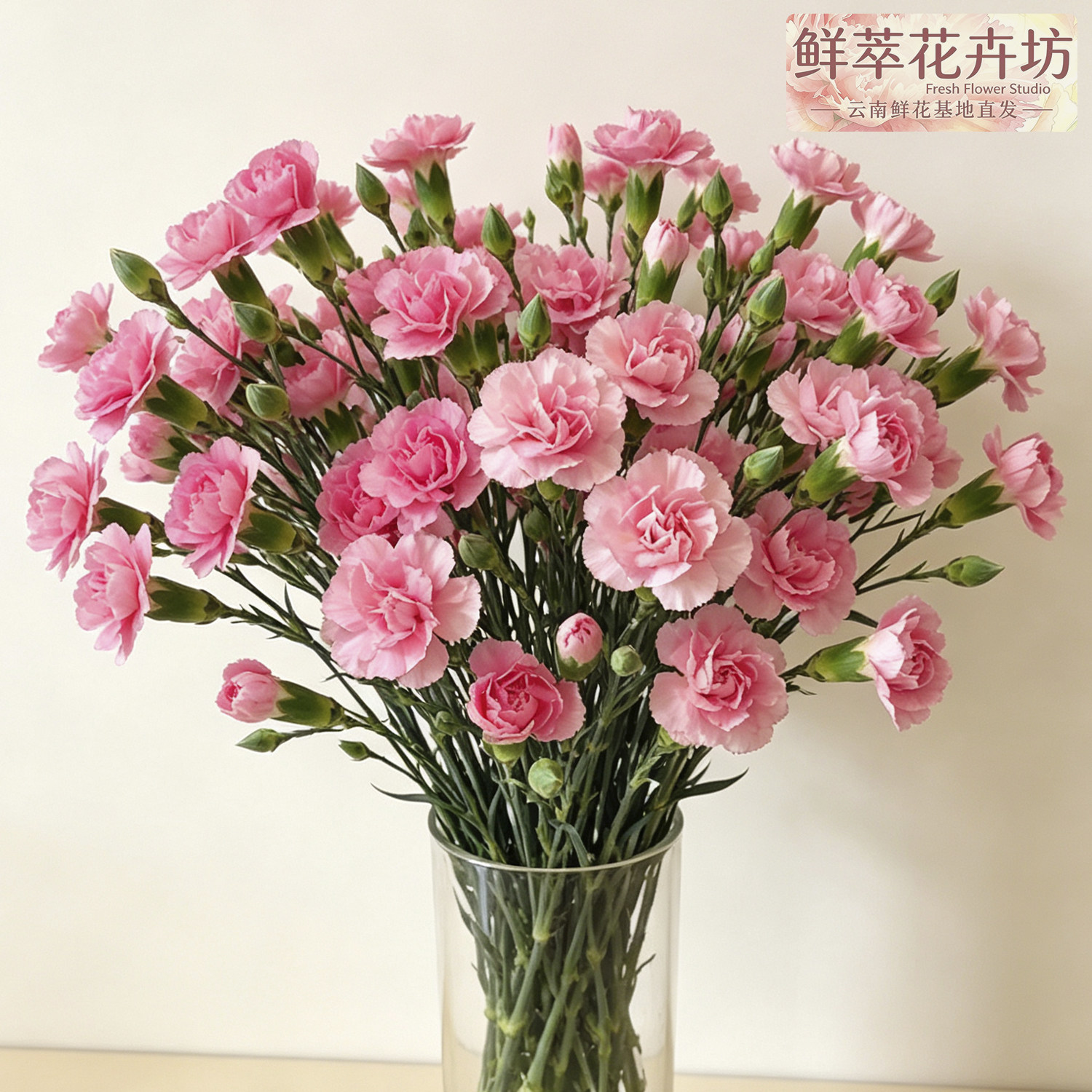 粉色多头康乃馨斗南直发鲜切花
