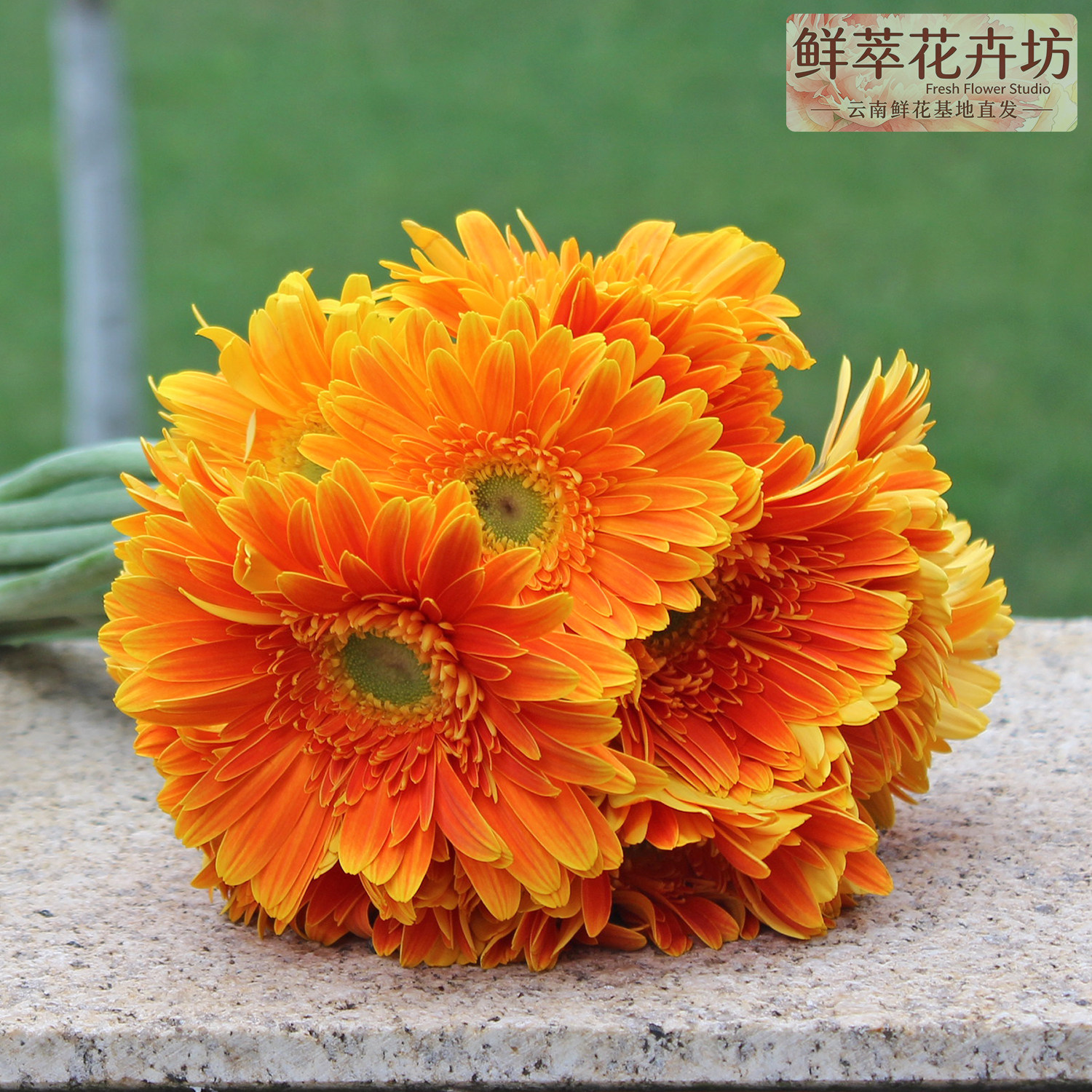 云南基地直发弗朗花鲜切花