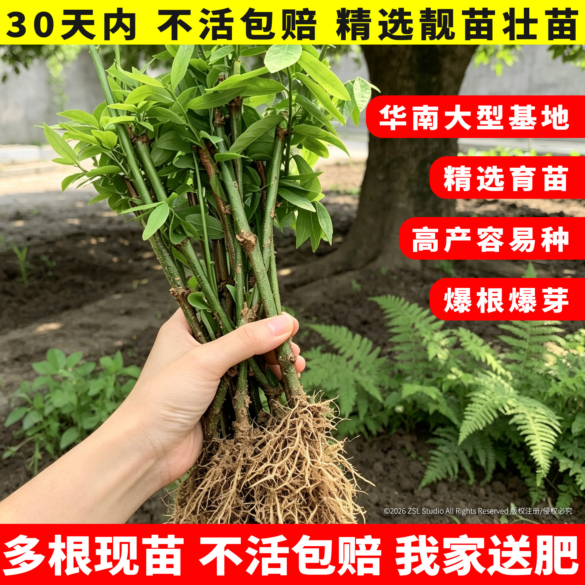 树仔菜广东潮汕菜新鲜树仔菜盆栽树仔菜苗海南野菜苗天绿香守宫木