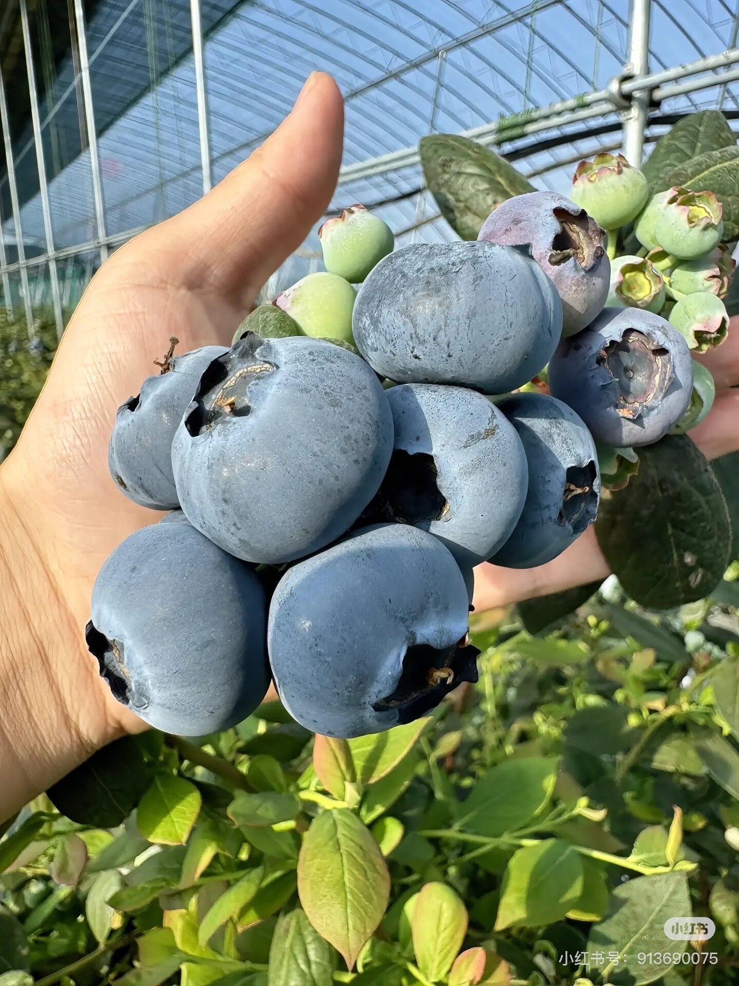 阿兹拉蓝南北方盆栽地栽脱毒穴幼苗盘1702花香脆甜大蓝莓果树苗