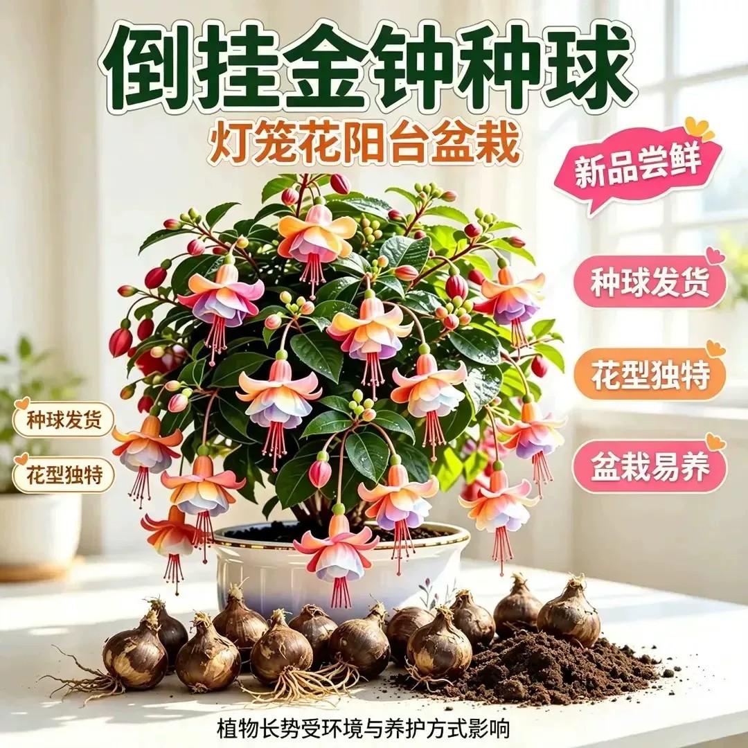 【下单立减50】九月新种-混色倒挂金钟种球盆栽宝莲灯花种球花卉Z