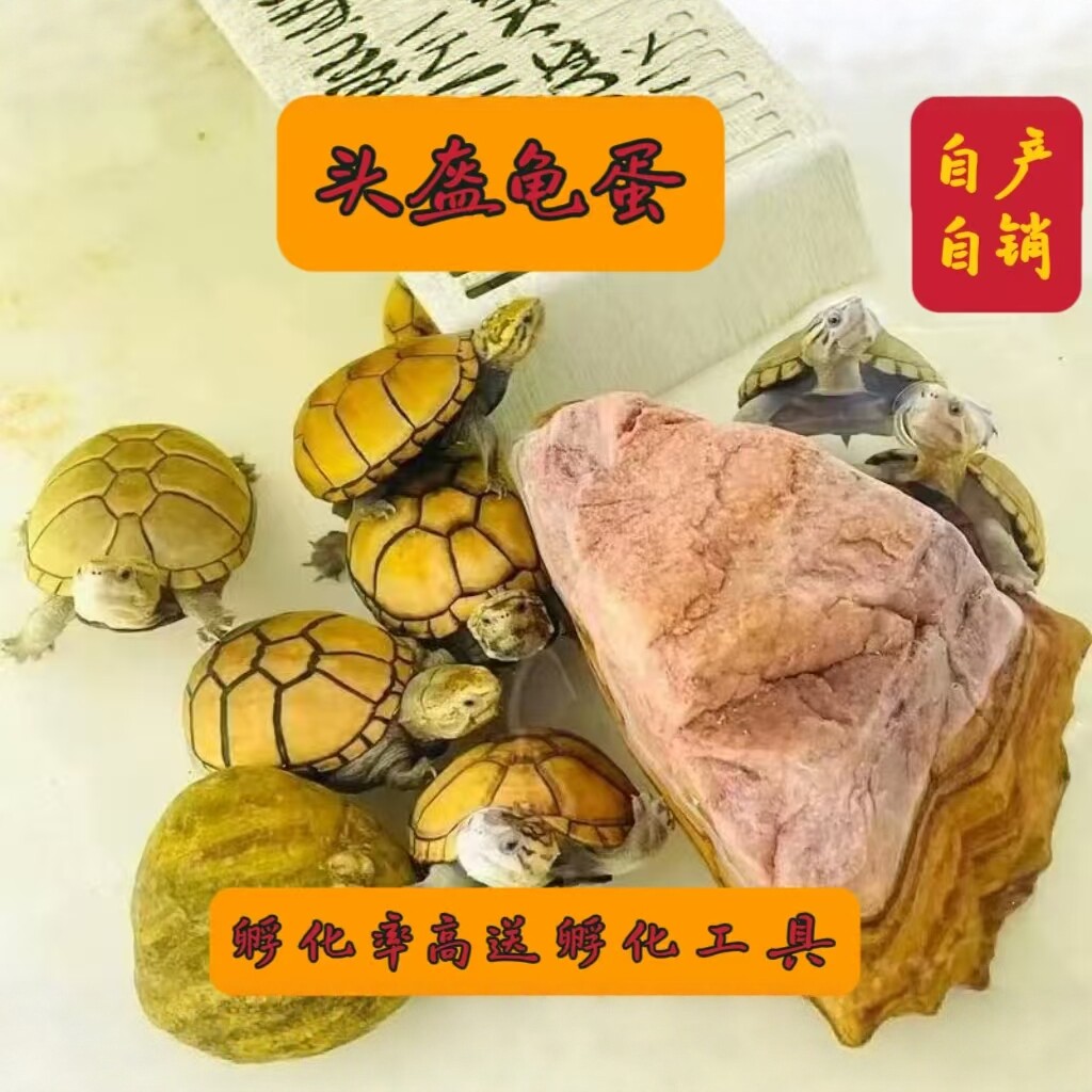 头盔泥龟蛋龟苗蛋可孵化受精蛋观赏龟宠物龟包受精包孵化送工具