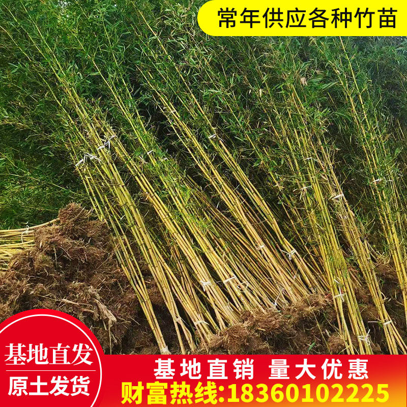 竹子苗 紫竹苗 金镶玉竹苗 青竹苗庭院阳台围墙罗汉竹苗四季常青