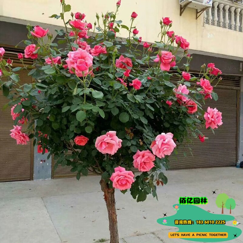 棒棒糖月季四季开花树桩大花卉植物庭院带花玫瑰树状特大月季花苗