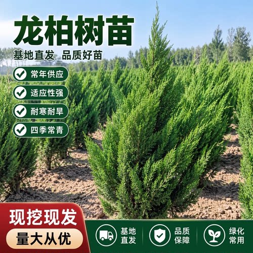 龙柏树苗基地直销常绿乔木四季常青不落叶带土球鲜活到家绿化苗木