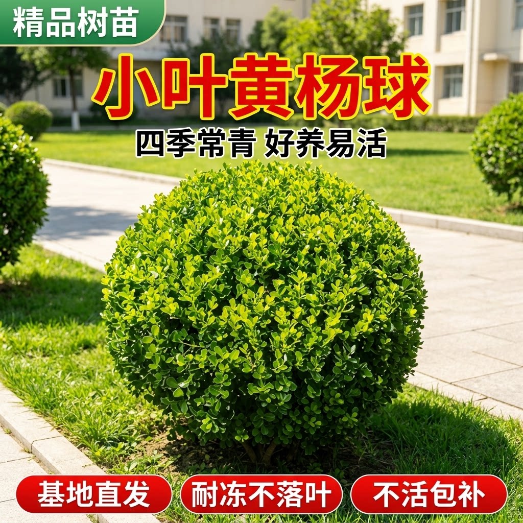 小叶黄杨球球形绿化苗庭院别墅花坛小区道路四季常青好养易活地栽