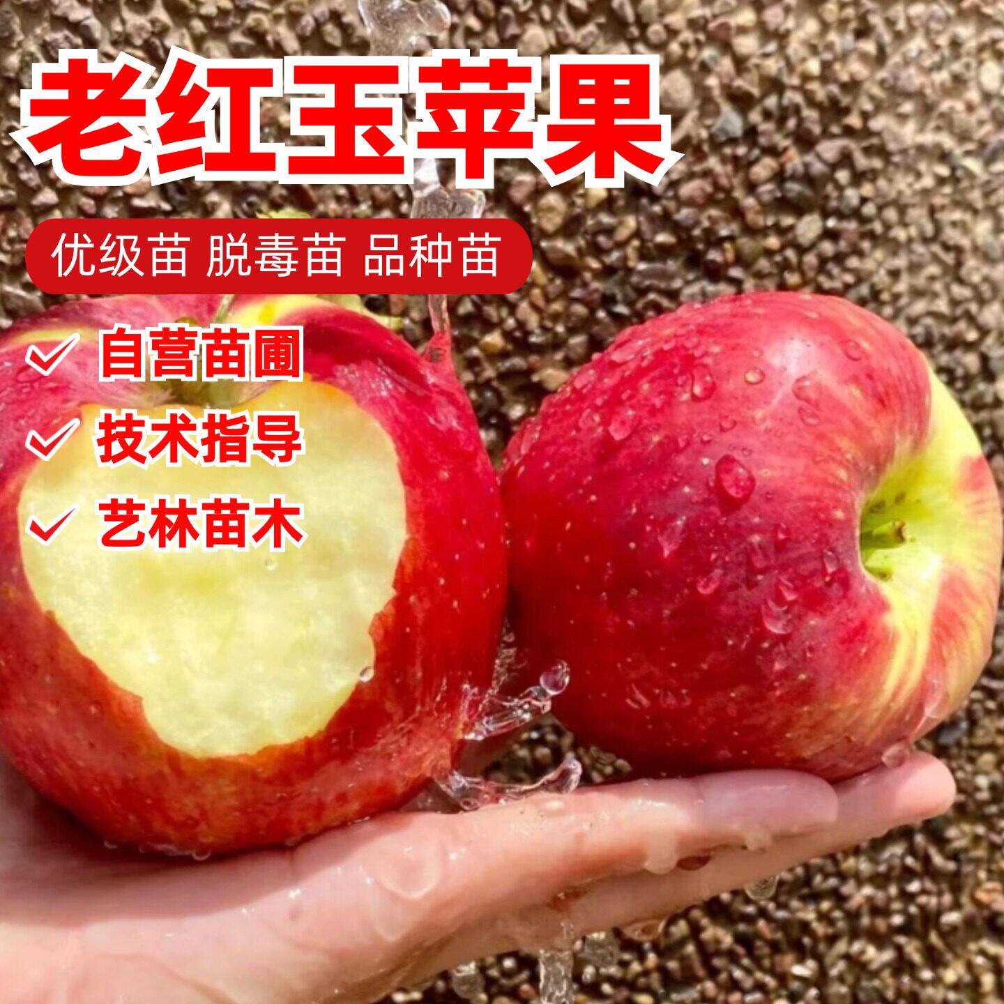 老品种小红玉苹果苗矮化盆图片