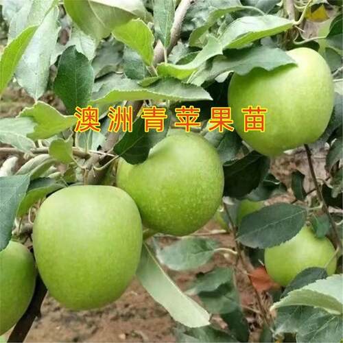 澳洲青苹果树苗嫁接世界一