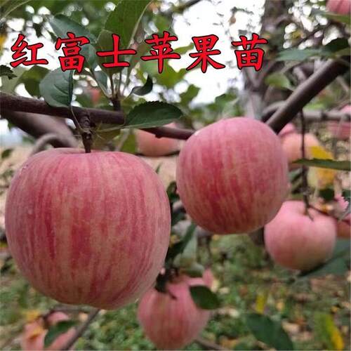 嫁接红富士苹果树苗冰糖心