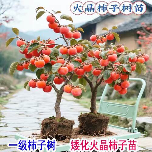 嫁接无核火晶柿子树苗南北