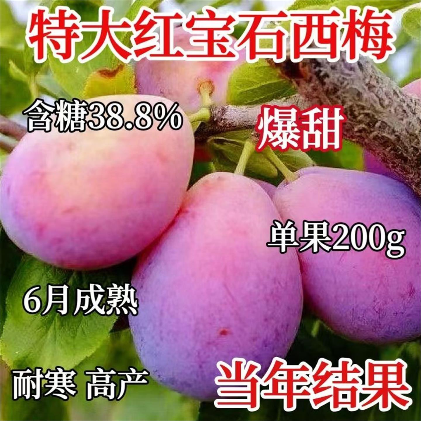 红宝石西梅树苗大果北方南