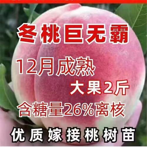嫁接冬桃树苗新品种特大抗