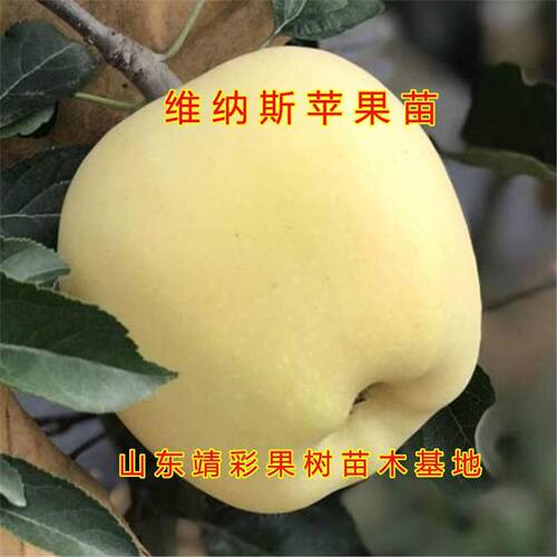 维纳斯苹果树苗嫁接品种早