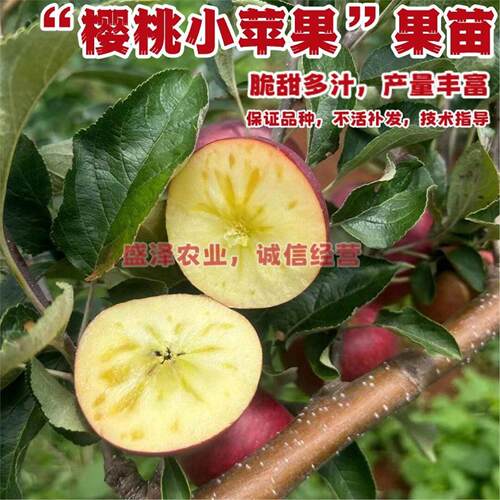 脆甜樱桃小苹果树苗冰糖心