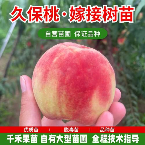 平谷大久保桃树苗嫁接水蜜