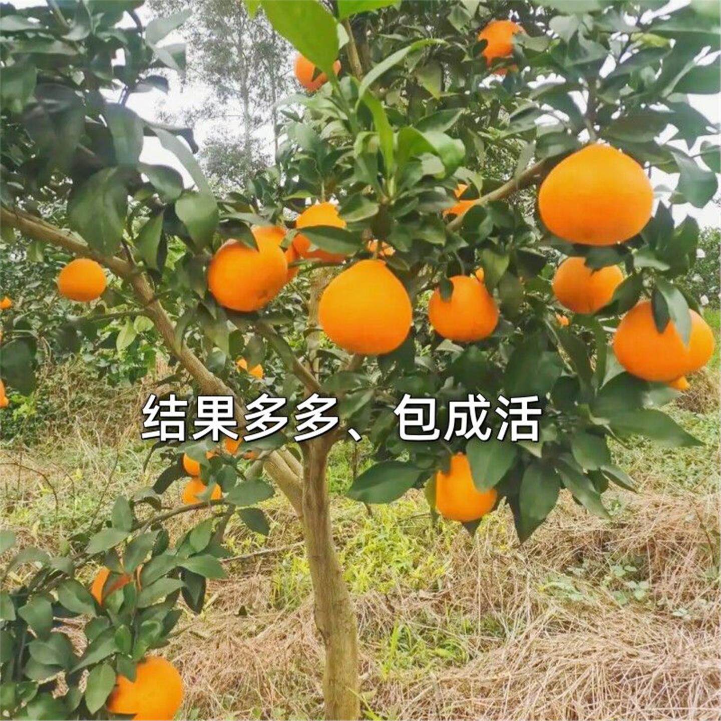 夏橙苗树南北方庭院盆栽脐橙橙子树苗无核