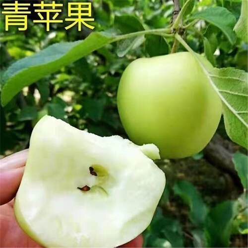 优质嫁接青苹果树苗老品种