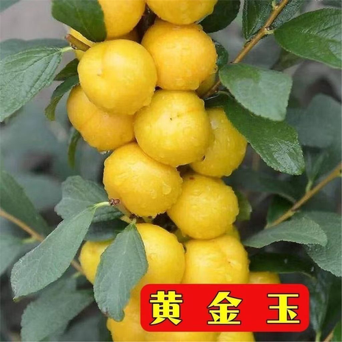 新品种黄金玉高钙果树苗特
