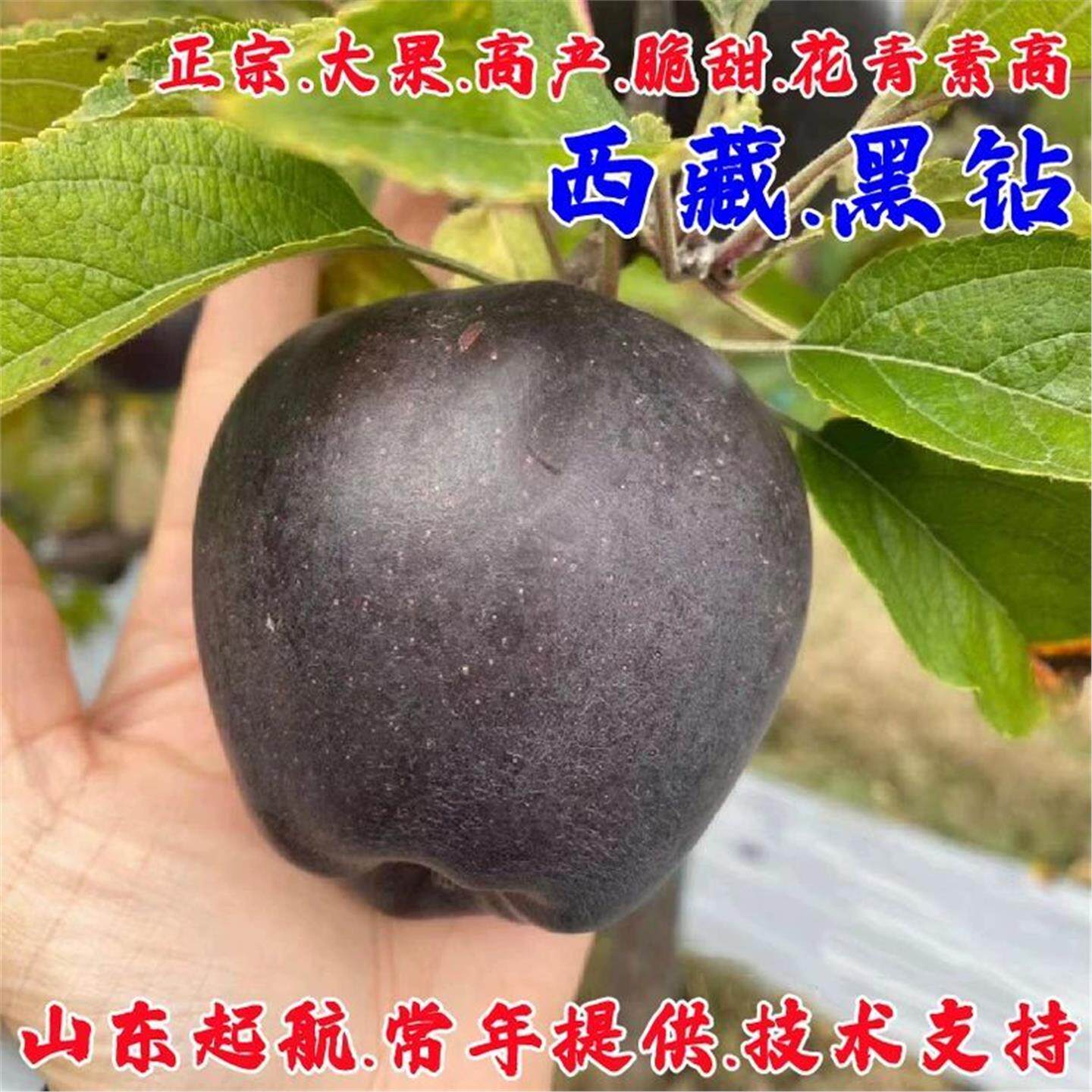 西藏黑钻苹果树苗矮化盆栽图片