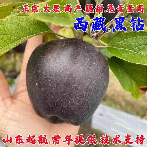 西藏黑钻苹果树苗矮化盆栽