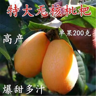 广东正宗嫁接大五星枇杷树