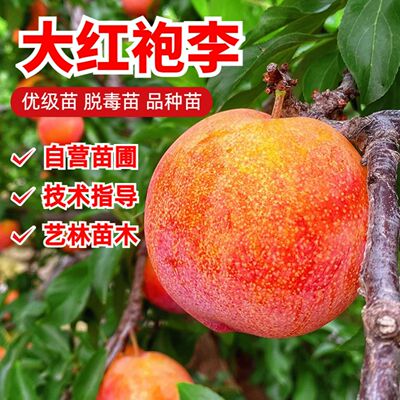 李子树苗嫁接特大脱骨脆甜