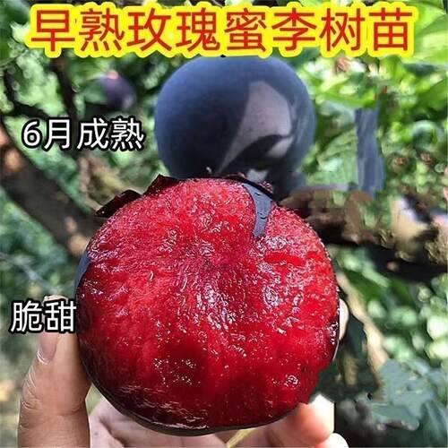早熟玫瑰蜜李子嫁接脱骨恐