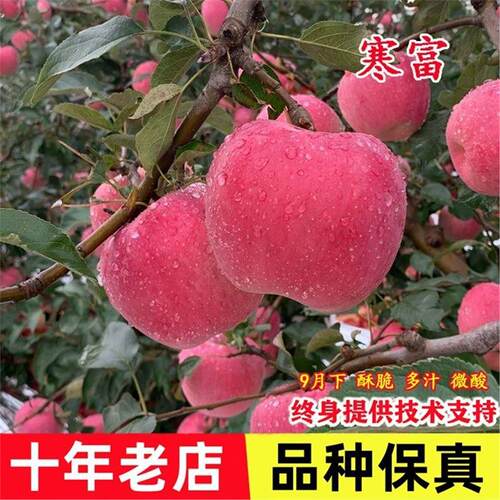 嫁接东北抗冻寒富苹果树苗