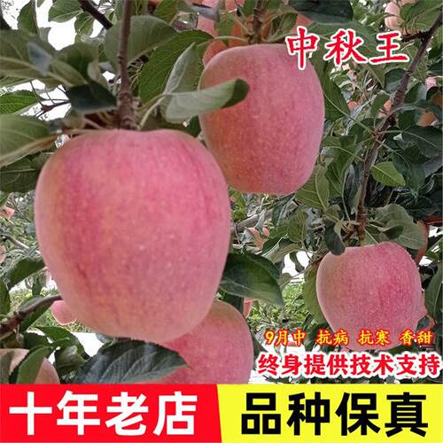 嫁接中秋王苹果树苗特大脆