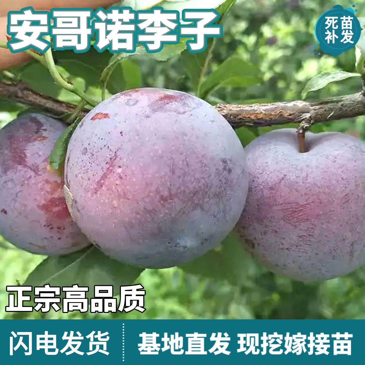 安哥诺李子树苗南北方地栽