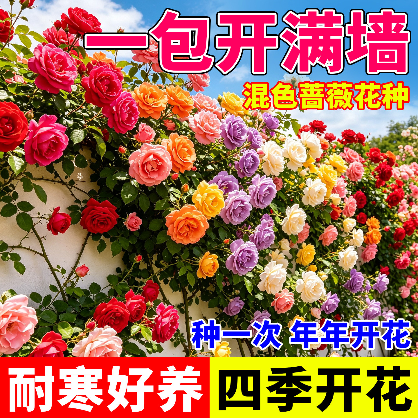 爬藤蔷薇花种子四季播爬藤大花月季蔷薇室内外阳台庭院耐寒花种子