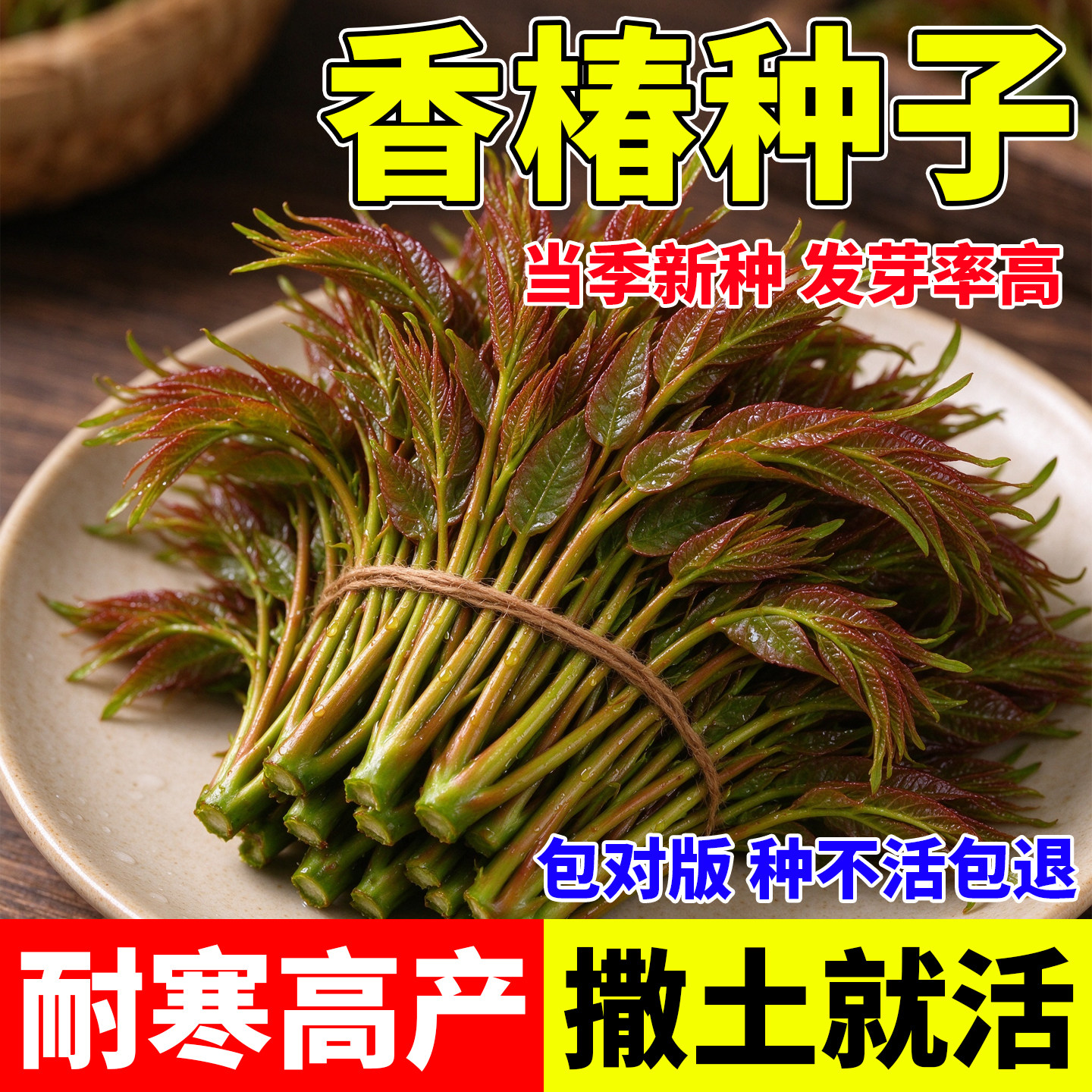 红油香椿种子秋播四季种植速生香椿树好种易活阳台小院蔬菜种籽