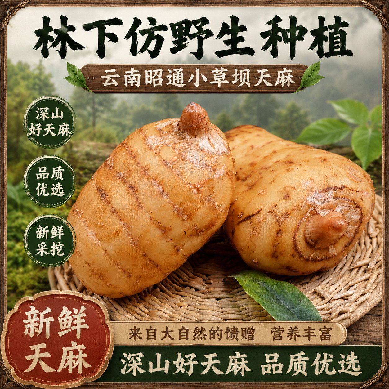 新鲜天麻云南昭通天麻小草坝乌天麻高山林下仿野生种植三年现挖