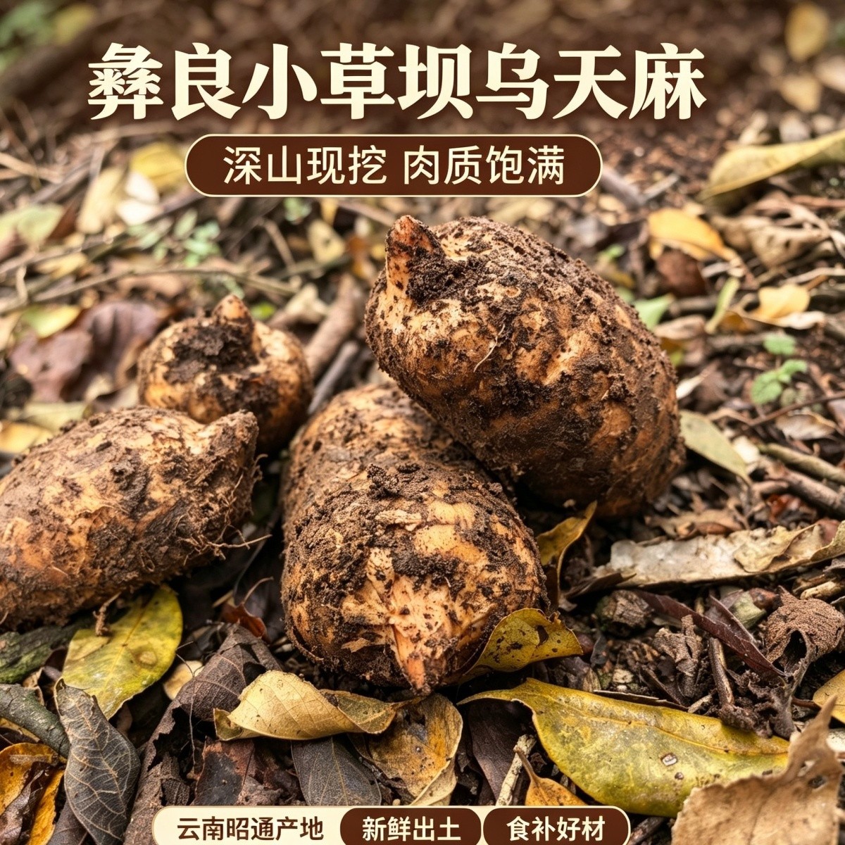 新鲜天麻云南昭通天麻小草坝乌天麻高山林下仿野生种植三年现挖