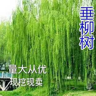 柳树苗柳树垂柳直柳旱柳河养金蝉树树苗黄金柳金丝垂柳苗工程绿化